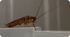 Cockroach on a surface, highlighting pest issues relevant to residential pest control services offered by Wise Pest Control in Los Angeles County.