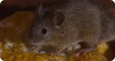 Close-up of a brown rodent on food, highlighting pest issues relevant to Wise Pest Control's rodent control services in Los Angeles County.