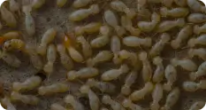 Close-up of termites on wood, highlighting pest control concerns related to termite infestations for homes and businesses.